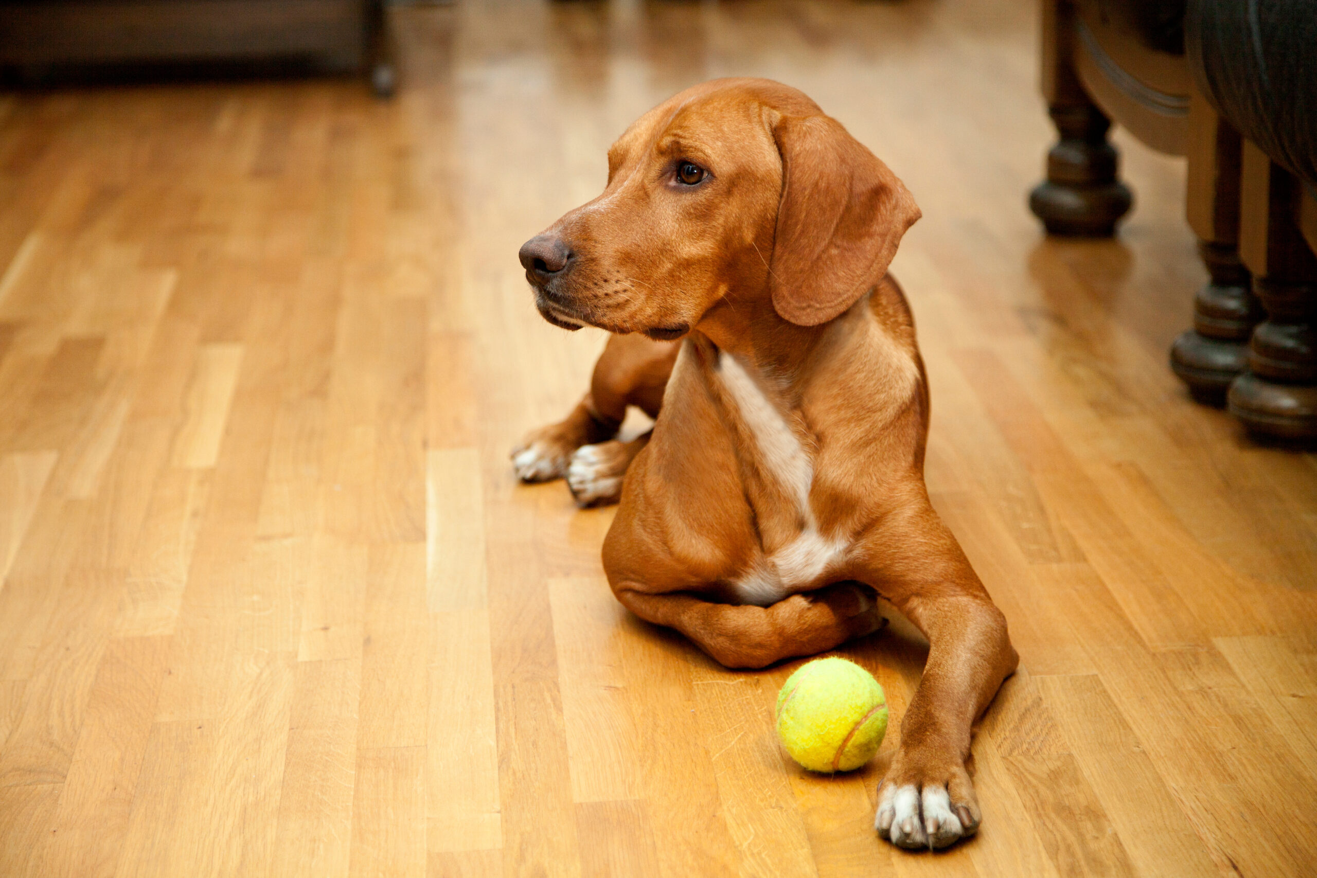 Pet friendly floors